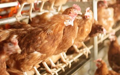 Griffiths Family Farms aims to lead the UK barn (cage-free) revolution