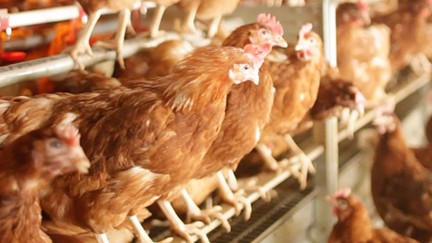 Griffiths Family Farms aims to lead the UK barn (cage-free) revolution