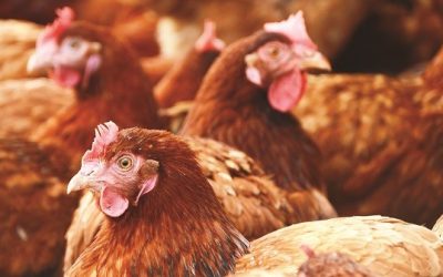 Griffiths Family Farms starts shift to cage-free with two-year research project