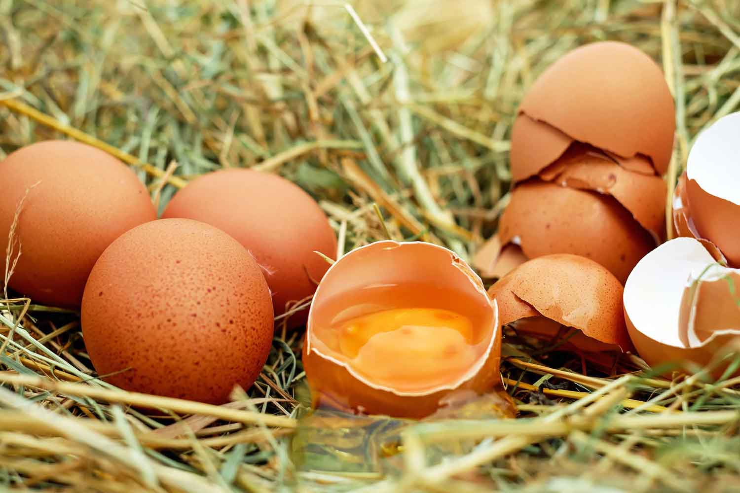 Processed eggs
