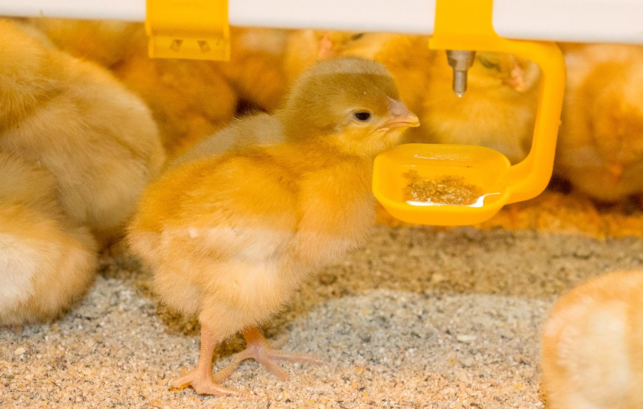 Griffiths Farms Gallery Griffiths Family Farms