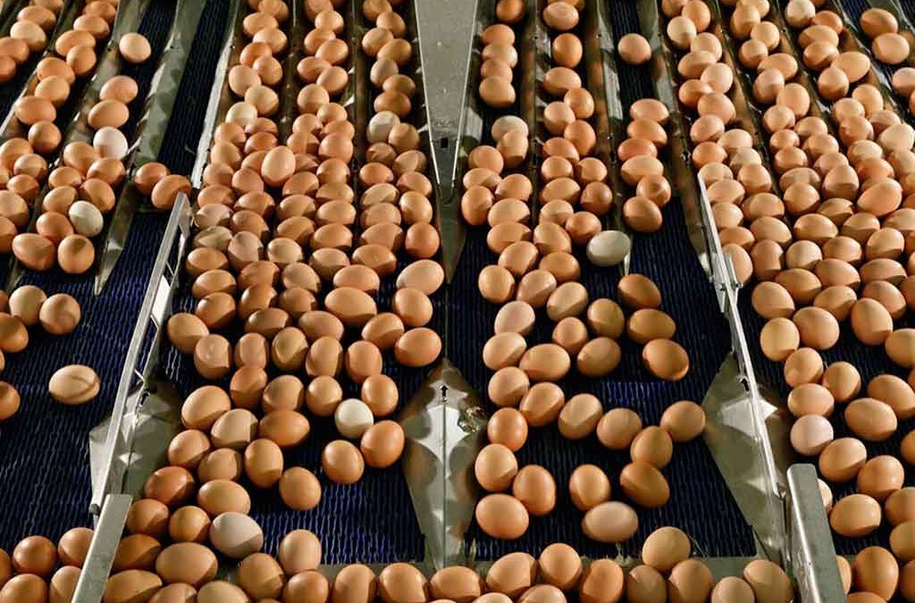 Griffiths Family Foods acquires Framptons egg division